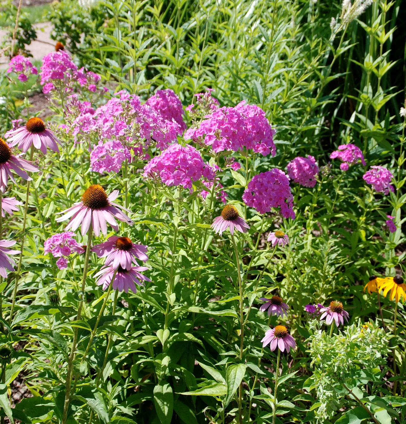 In the Garden: phlox adds color and pollinator appeal all season long