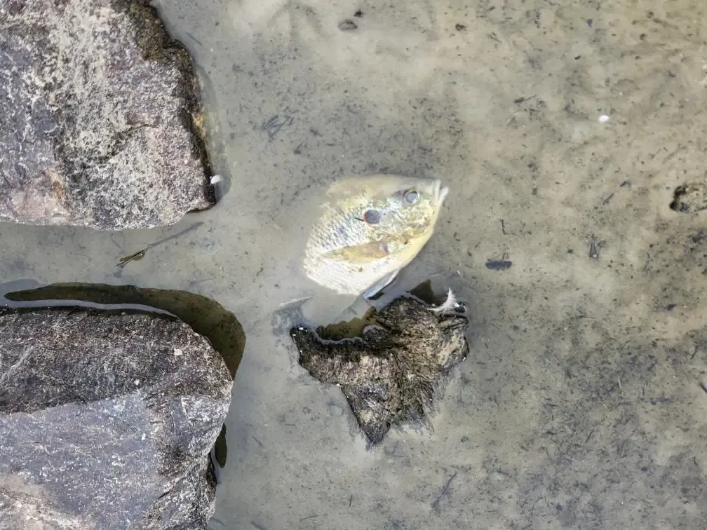 About 1,000 fish turn up dead at Wyndham Lake