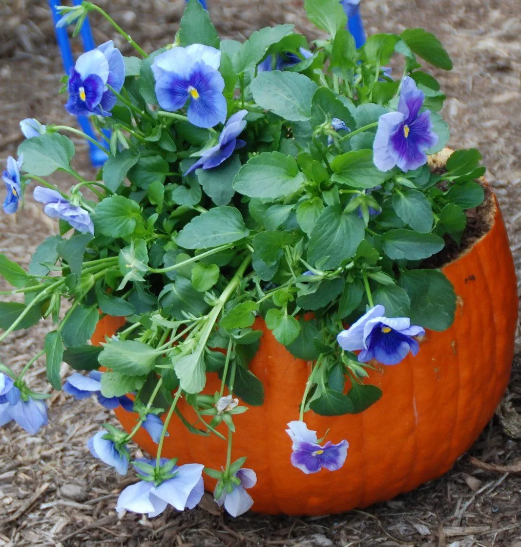 In the Garden: Creative ways to enjoy pansies this fall