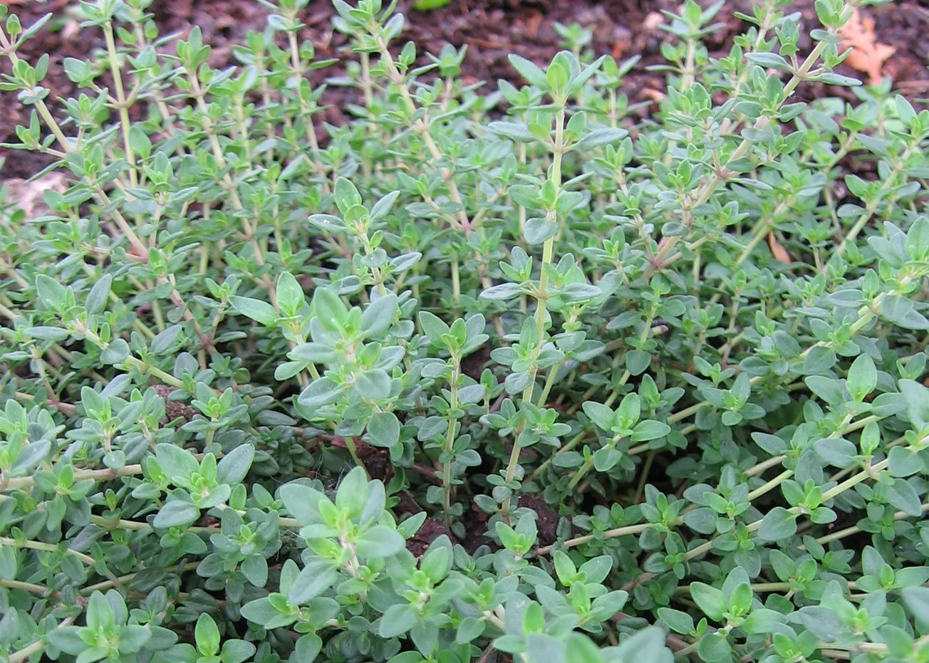 In the Garden: Harvest, store and preserve herbs from the garden