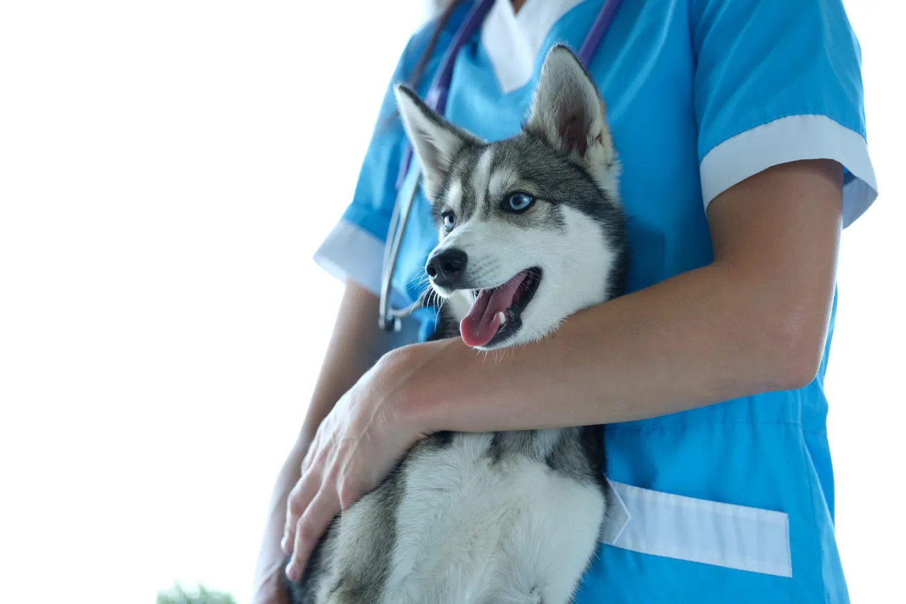 Henrico to offer $10 rabies vaccinations for pets Aug. 20