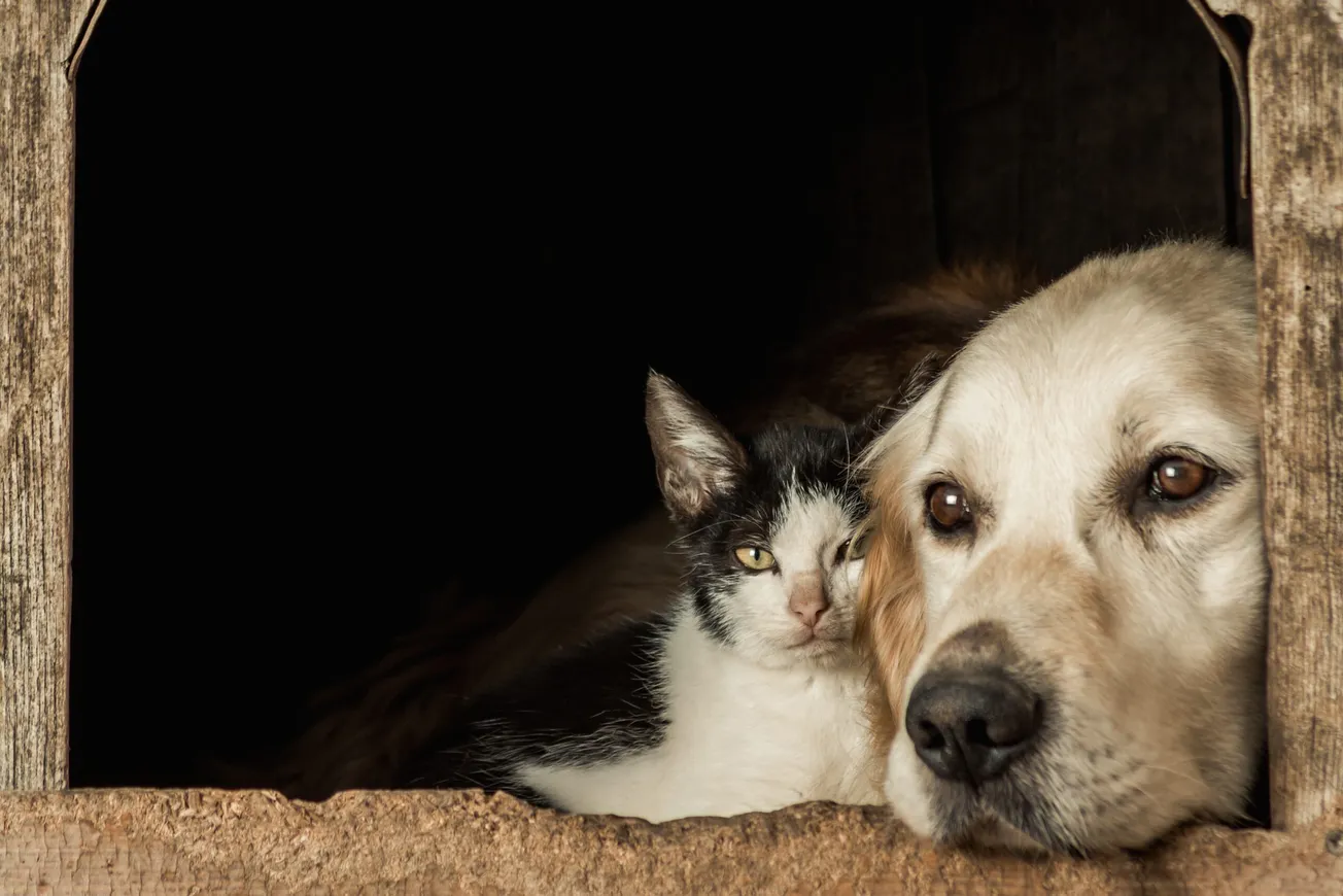 Henrico officials to announce winning name of proposed animal adoption center