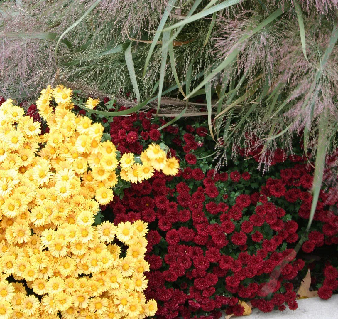 In the Garden: Colorful mums for fall gardens and containers