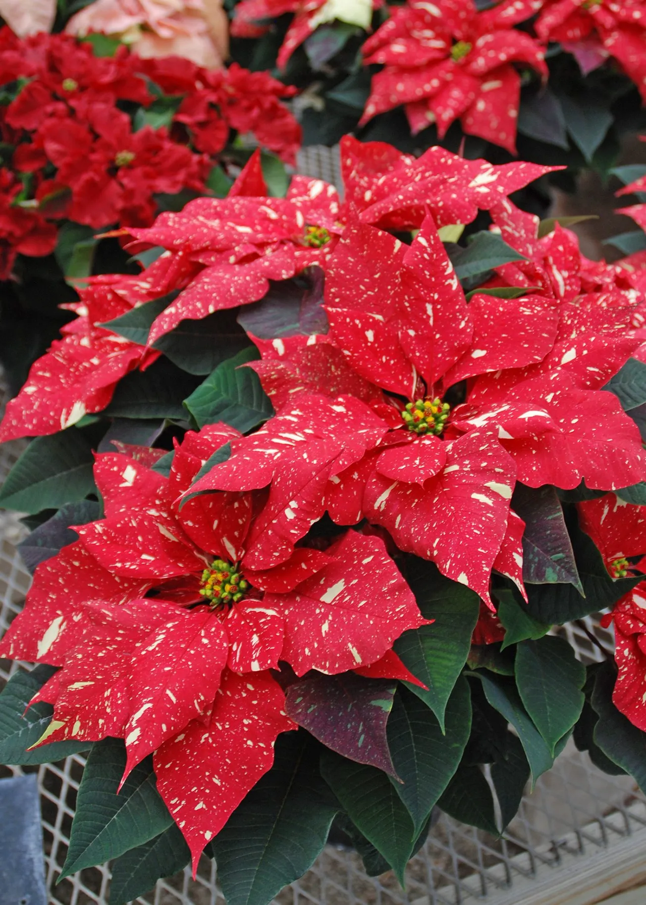 HCPS horticulture programs to hold holiday plant sales