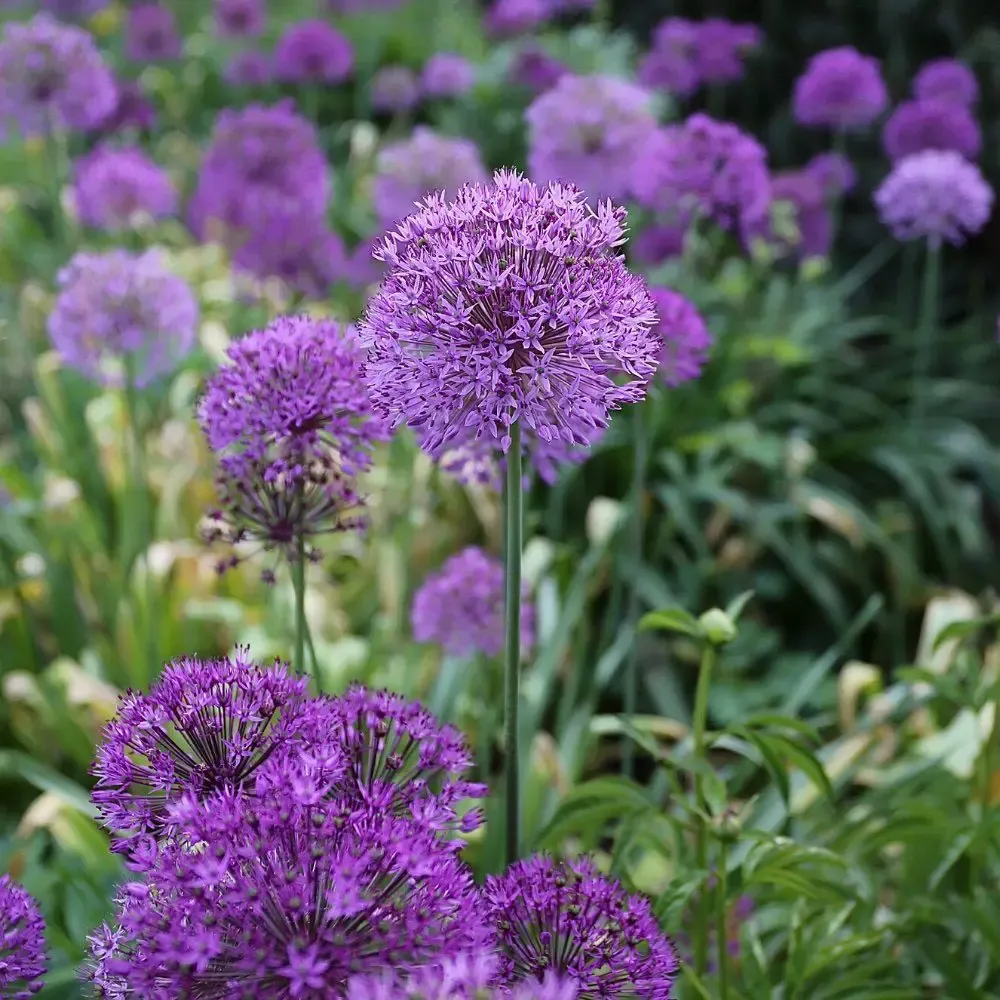 In the Garden: Plant alliums this fall to add variety and beauty to your garden