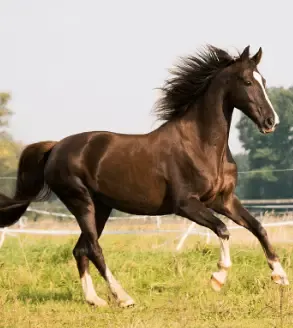 'Healthy Land for Healthy Horses' course planned Oct. 15