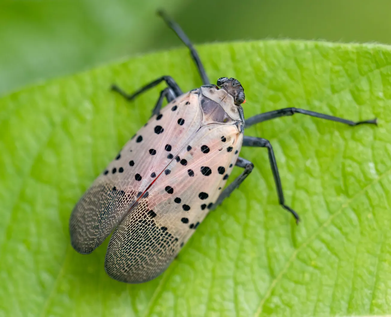 State officials: Kill this bug if you see it