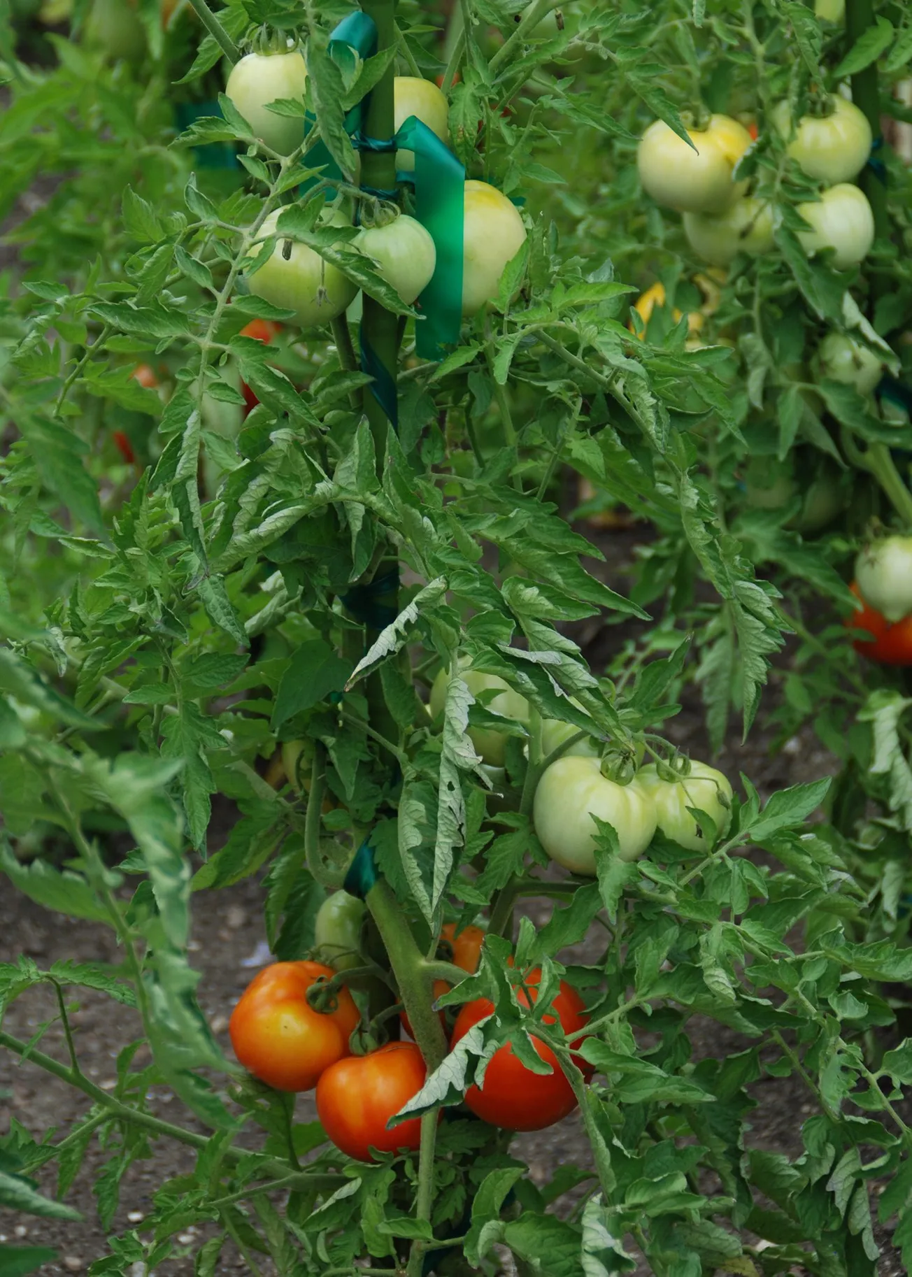 In the Garden: Harvesting red and green tomatoes