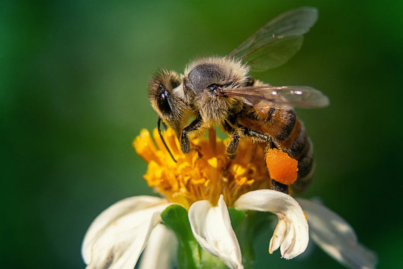 Virginia offering free beehive equipment