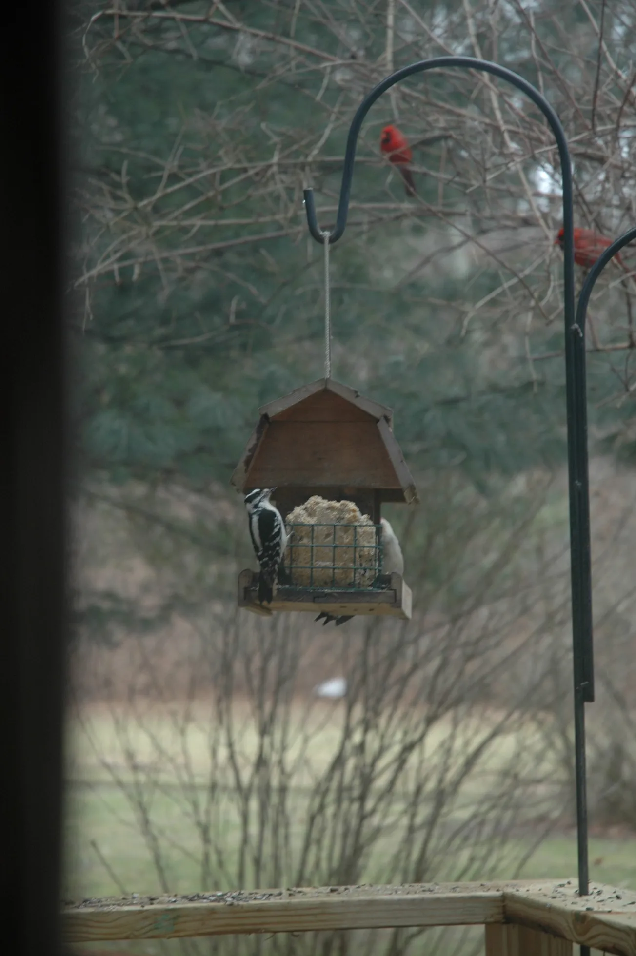 In the Garden: Invite songbirds to your winter garden