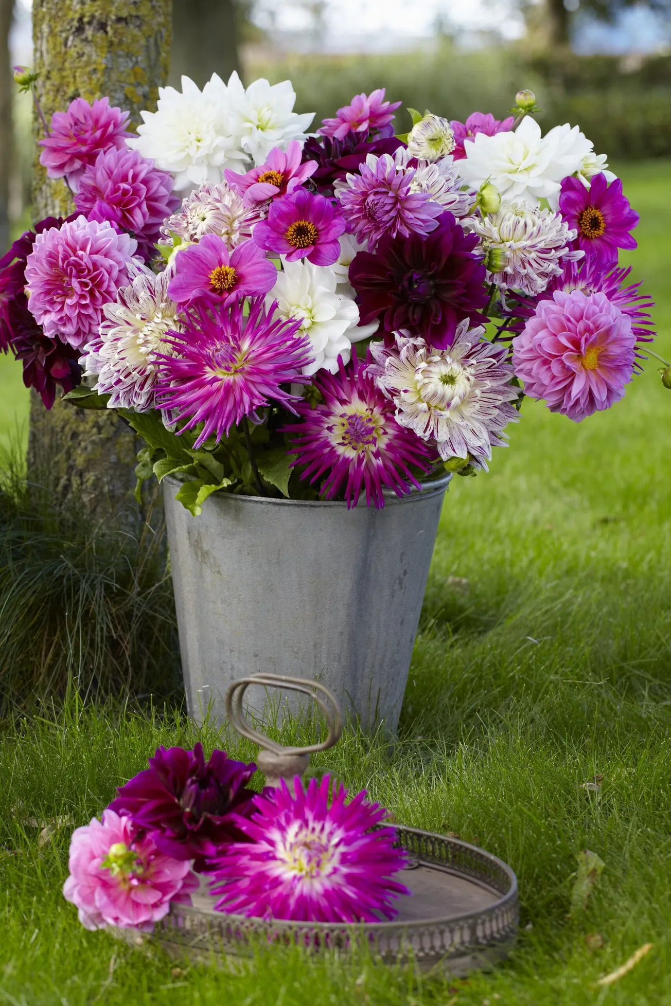 In the Garden: Tips for growing beautiful dahlias