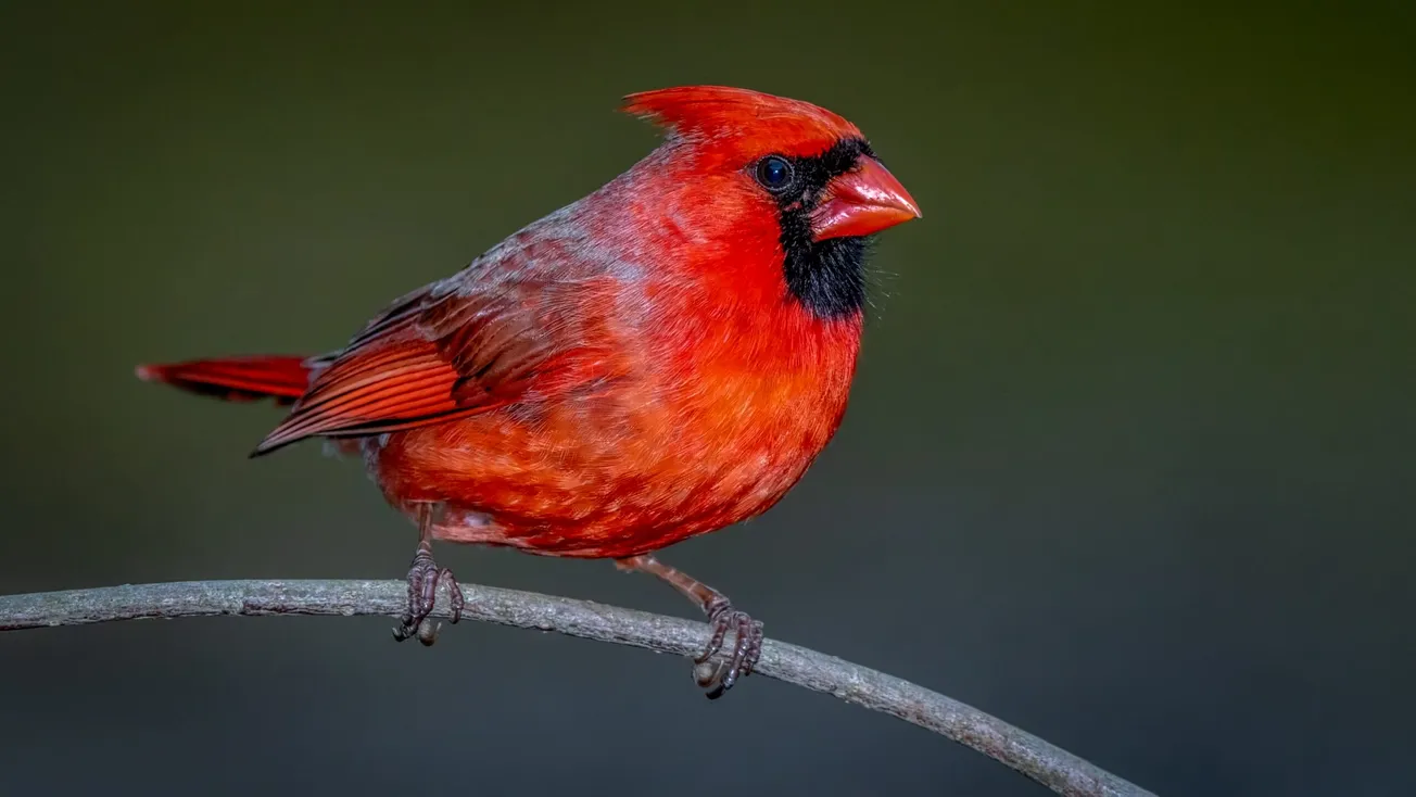 'Great Backyard Bird Count' begins Feb. 17