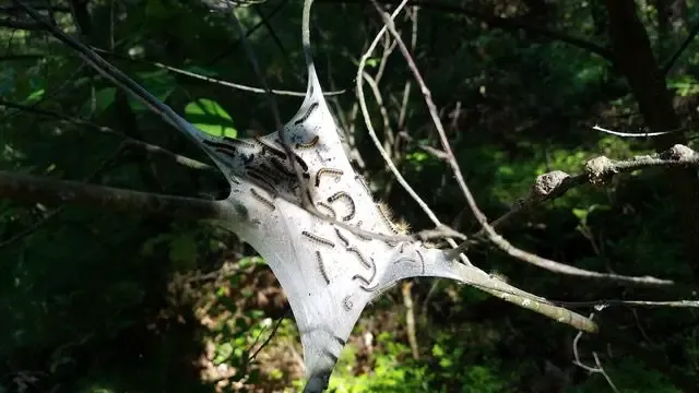 In the Garden: Late winter tent caterpillar management