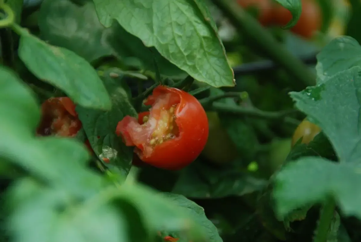 In the Garden: Who's dining in my garden?