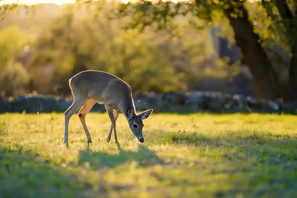 In the Garden: Design a deer-resistant garden without the fence