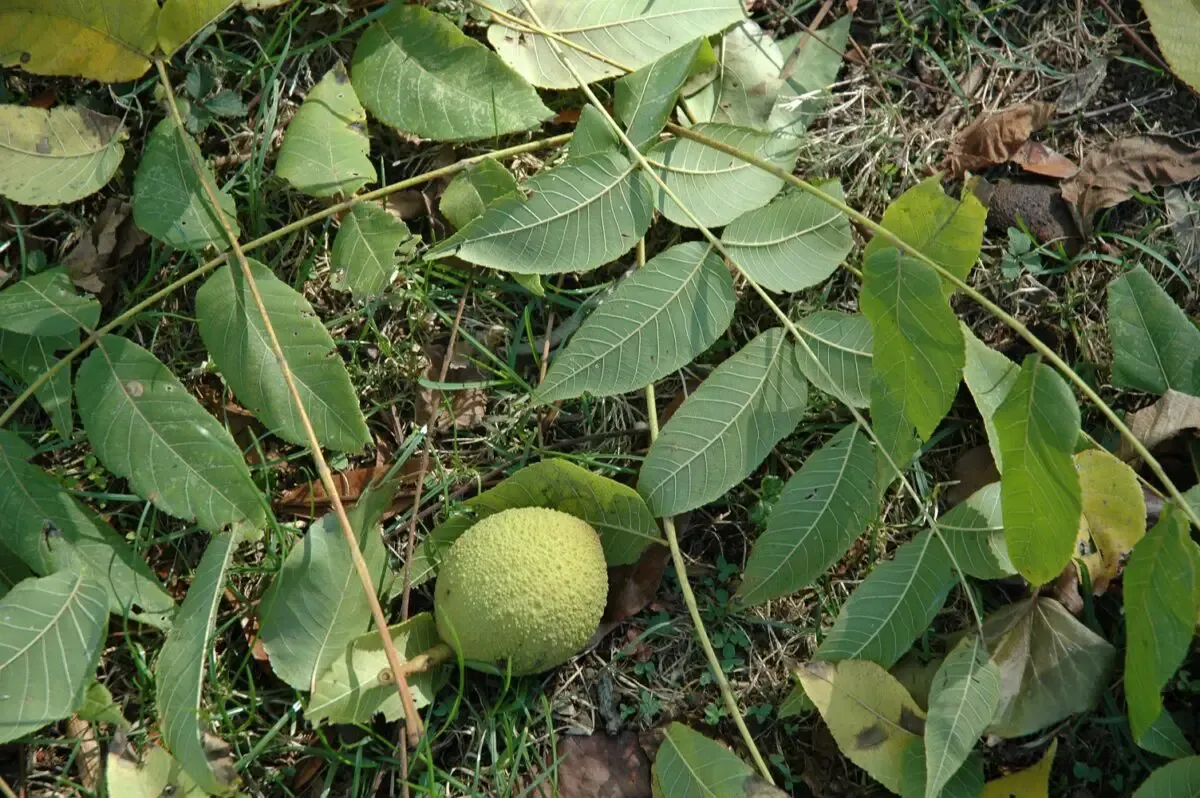 In the Garden: Gardening under a black walnut tree