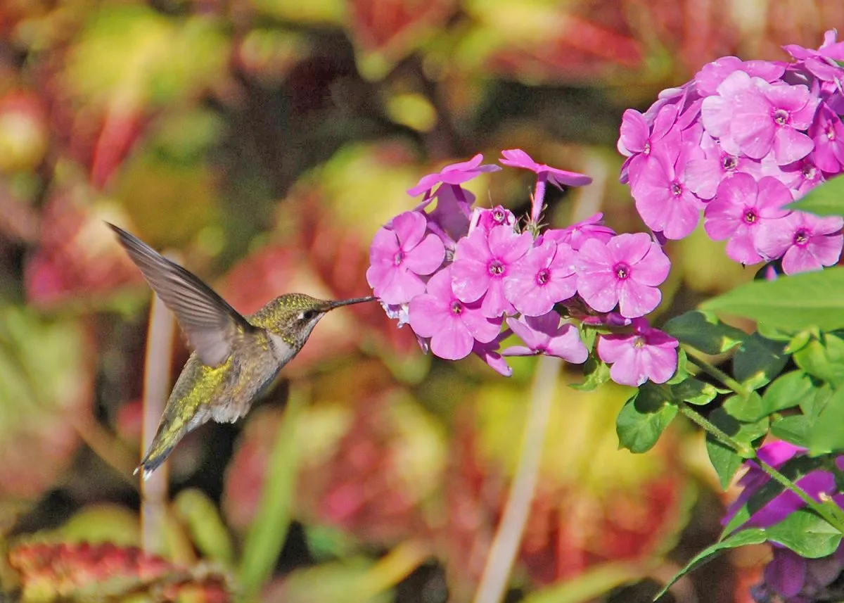 In the Garden: Plan and plant a hummingbird garden