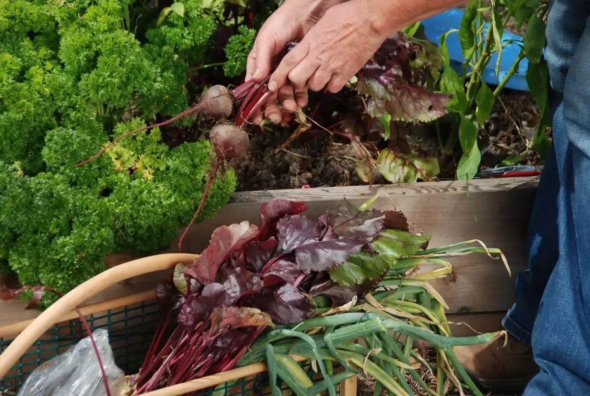 In the Garden: Still time to plant and enjoy beets