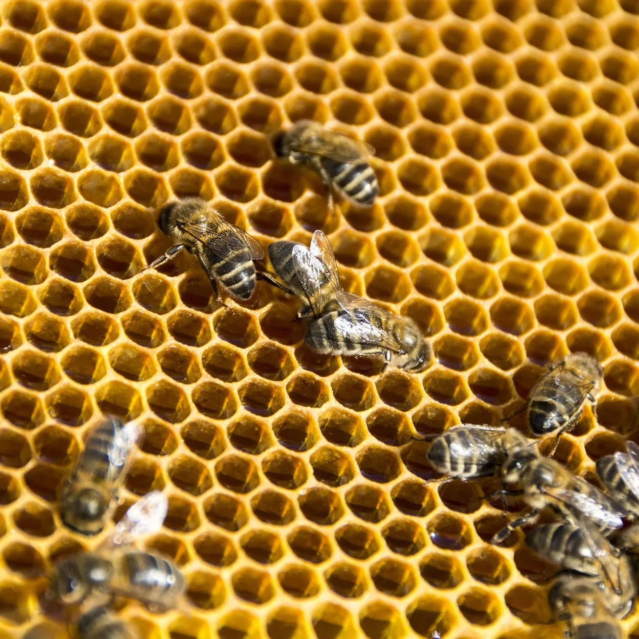 Applications due by Sept. 12 for Virginia Beehive Distribution Program