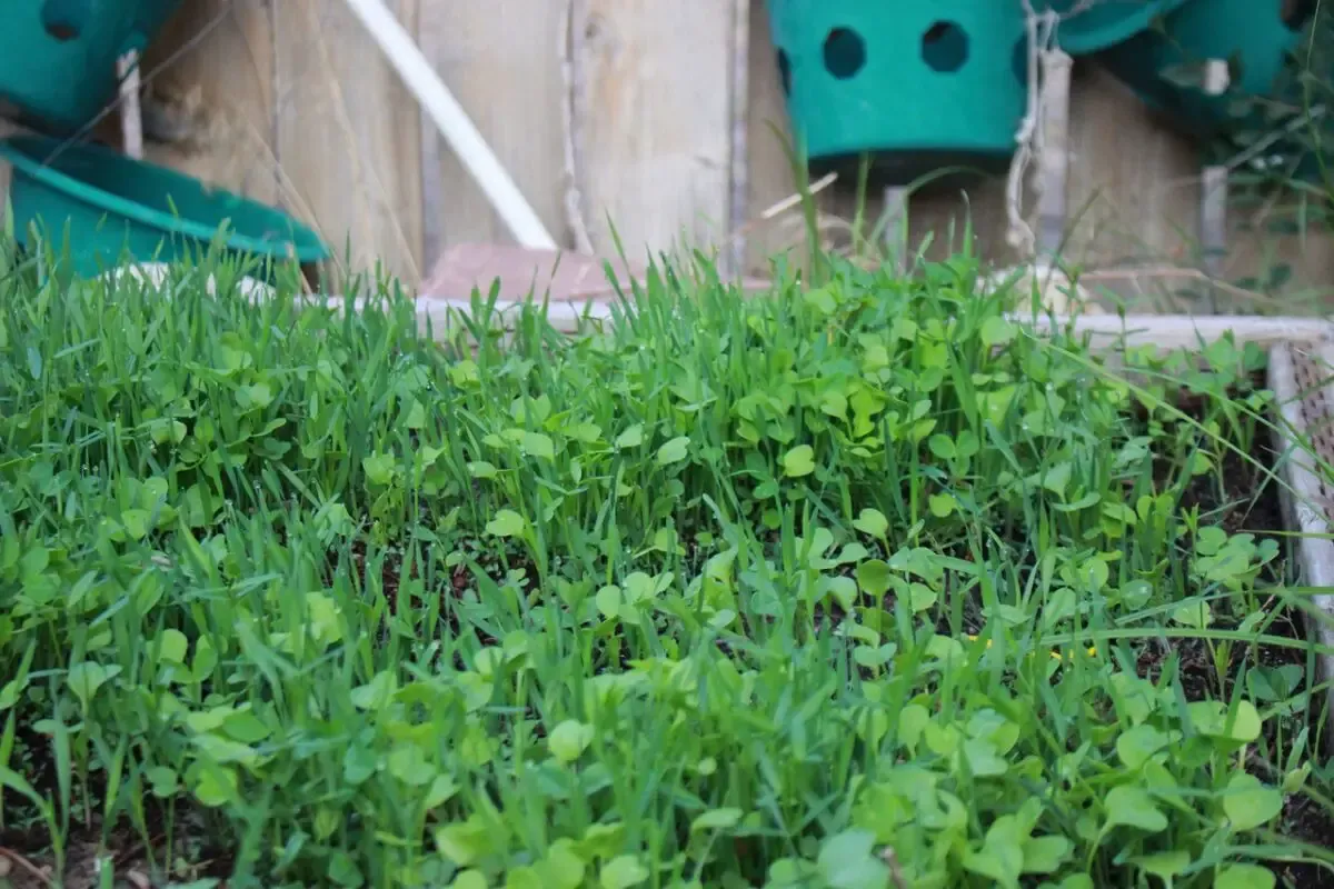 In the Garden: Fall-planted cover crops provide many benefits to gardens