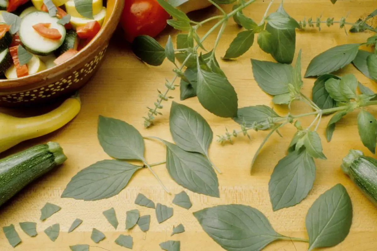 In the Garden: Preserve basil for winter meals