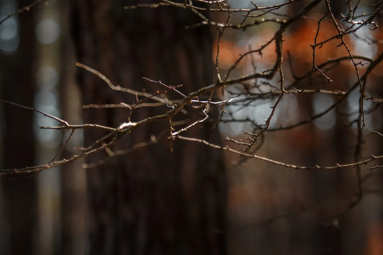 Fungus on the rise in dogwood, redbud and maple trees in Virginia