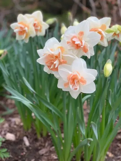 In the Garden: Daffodils with a difference