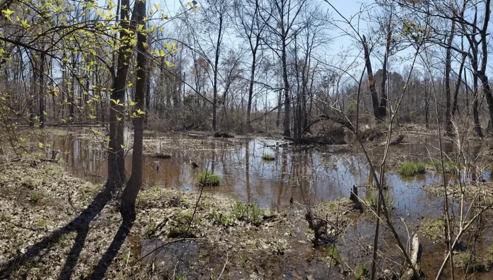 1.5-mile stretch of Chickahominy River protected by new conservation easement