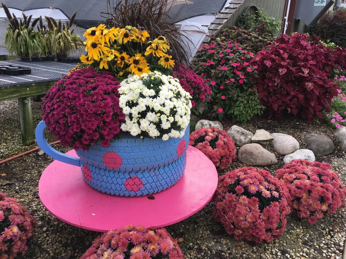 In the Garden: Brighten your fall landscape with mums