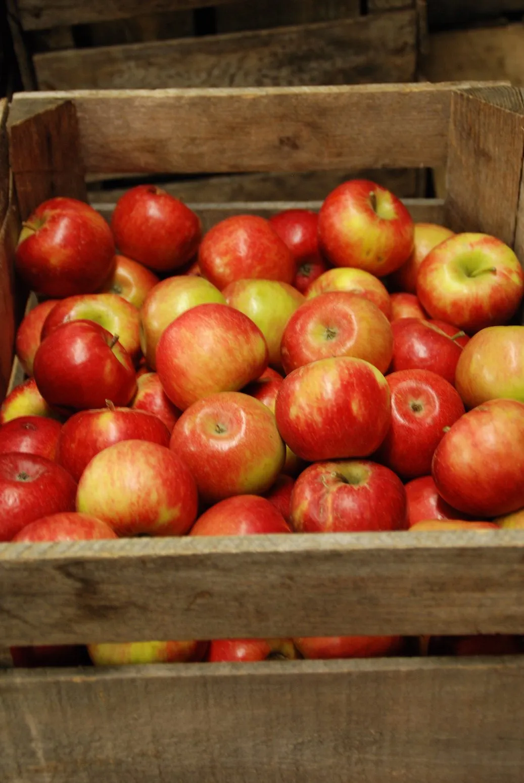 In the Garden: Enjoy apples now and for months to come