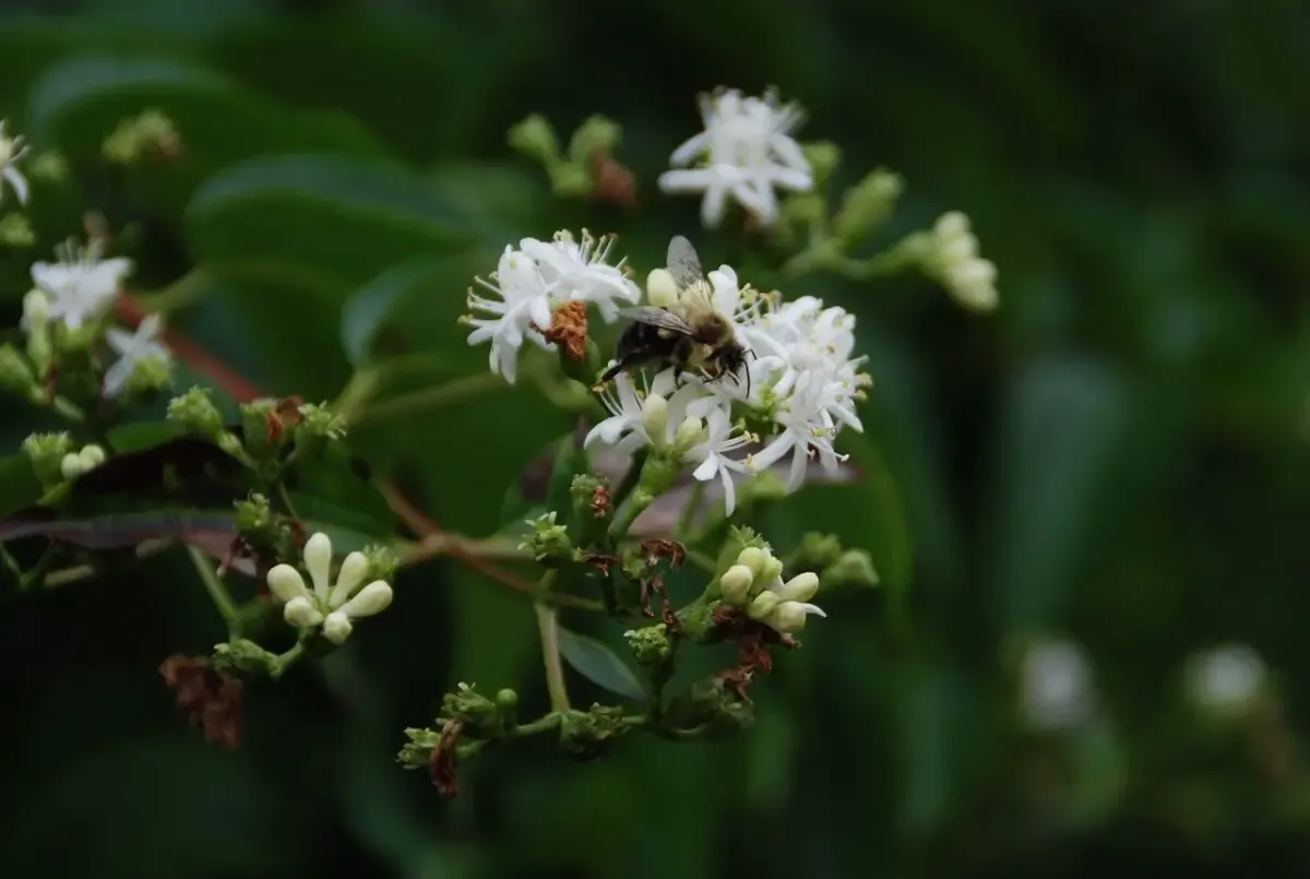 In the Garden: Plant a few trees for you and the bees