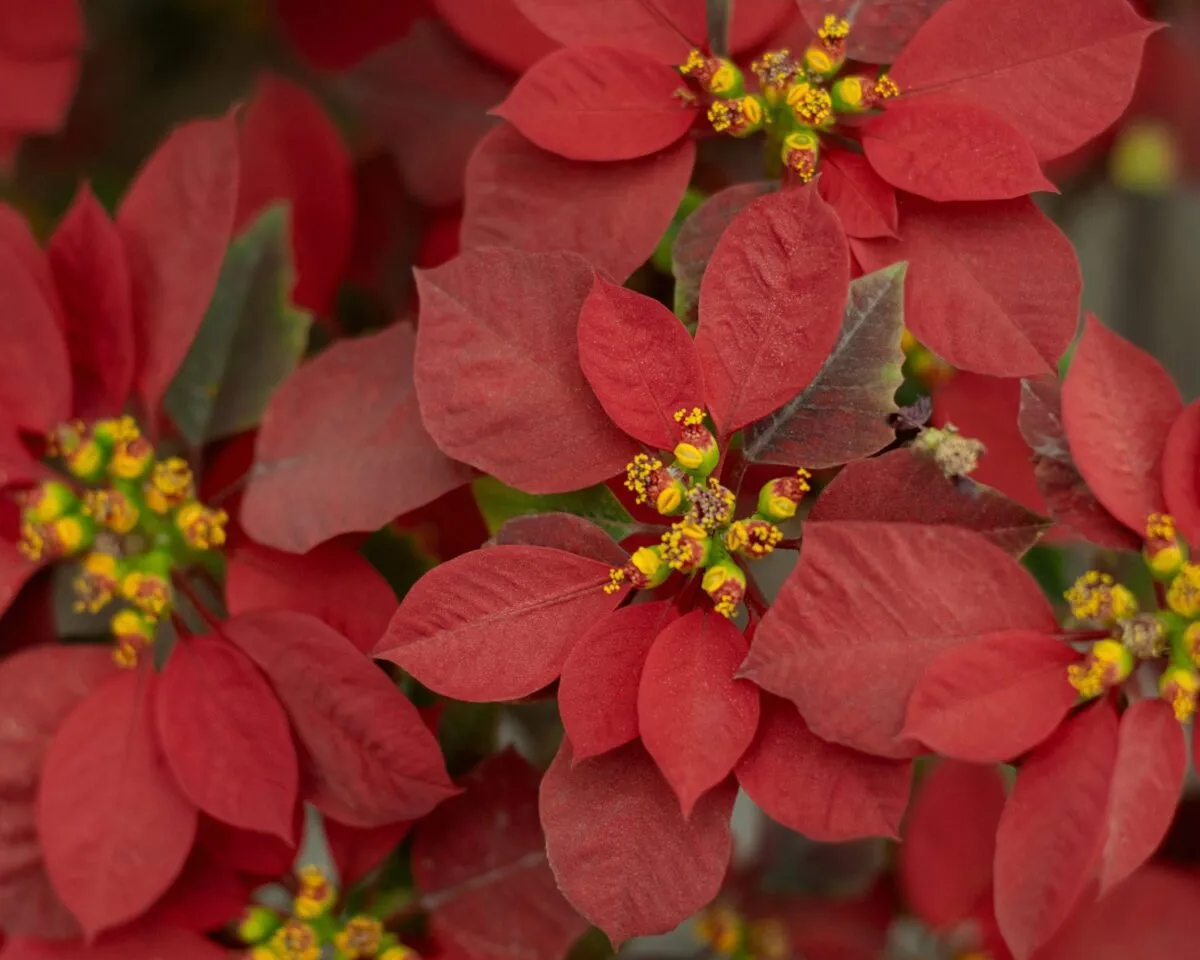 In the Garden: Horticulture agent offers tips on winter holiday plant acquisition and care