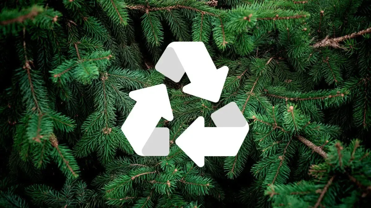 Henrico to accept Christmas trees for recycling Dec. 26 through Jan. 9