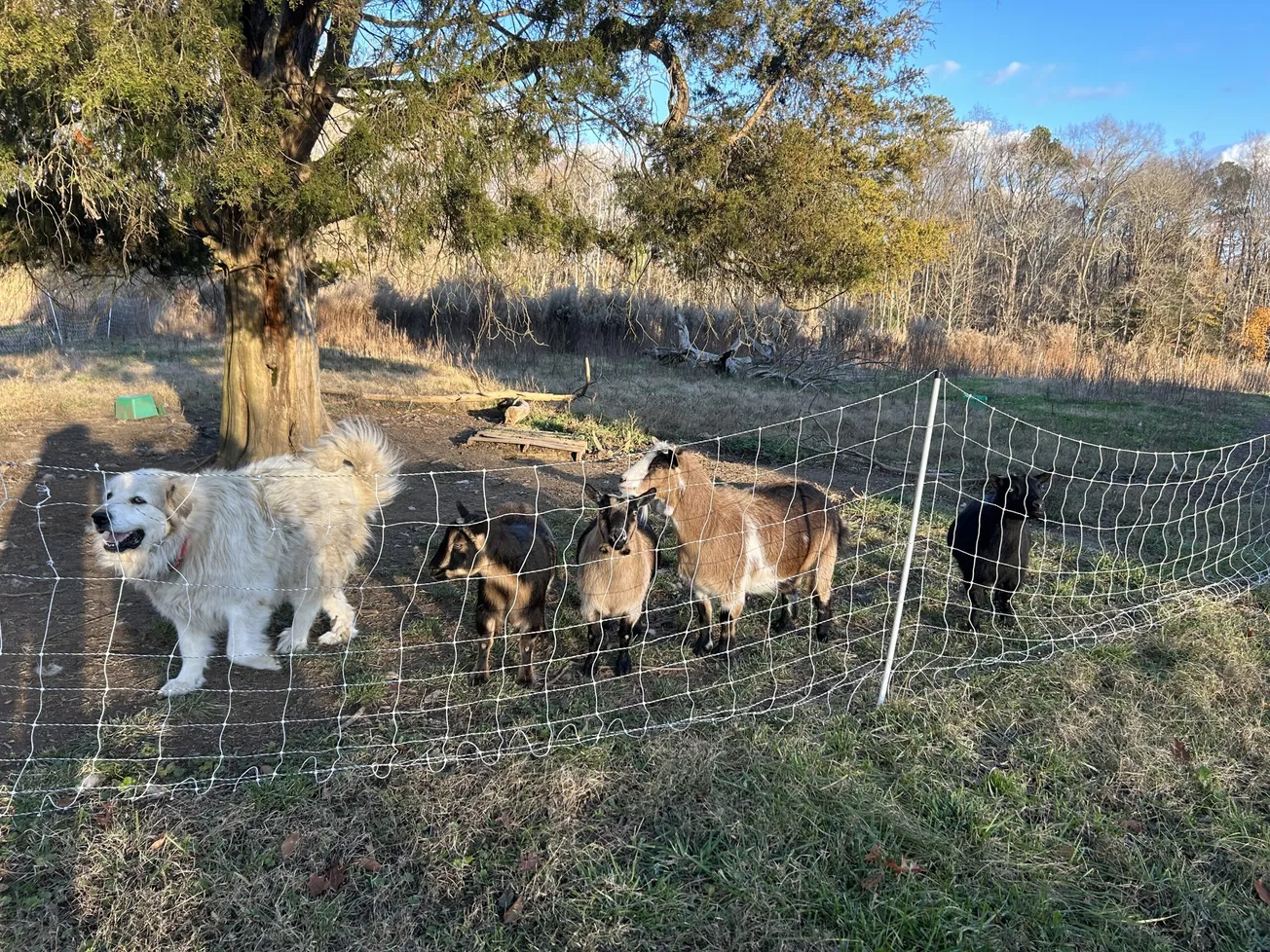 Dorey Park Farmers Market owners propose bed-and-breakfast, wedding venue in Varina