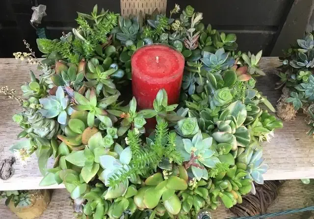 In the Garden: Dress up the holidays with succulent plants