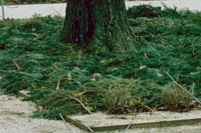 In the Garden: Recycle your Christmas tree into the landscape