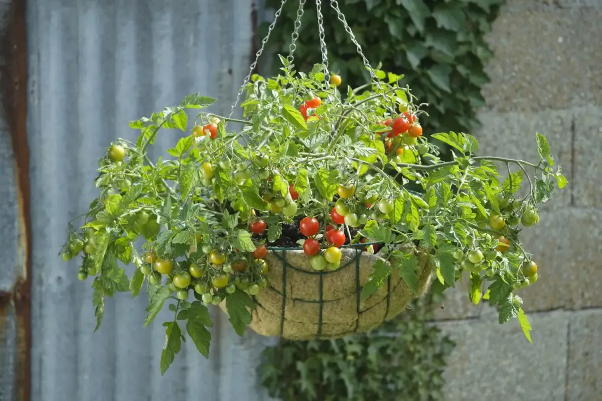 In the Garden: Tips for selecting the best tomatoes for your garden