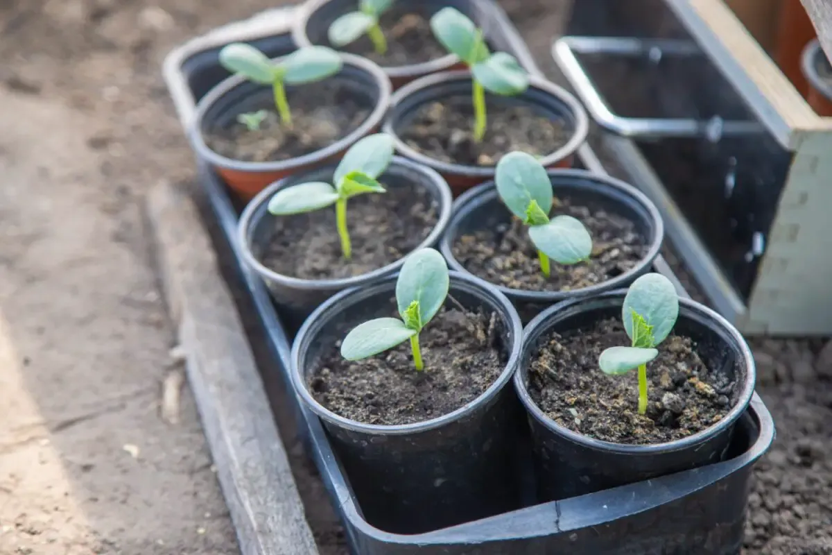 In the Garden: Starting plants from seeds indoors