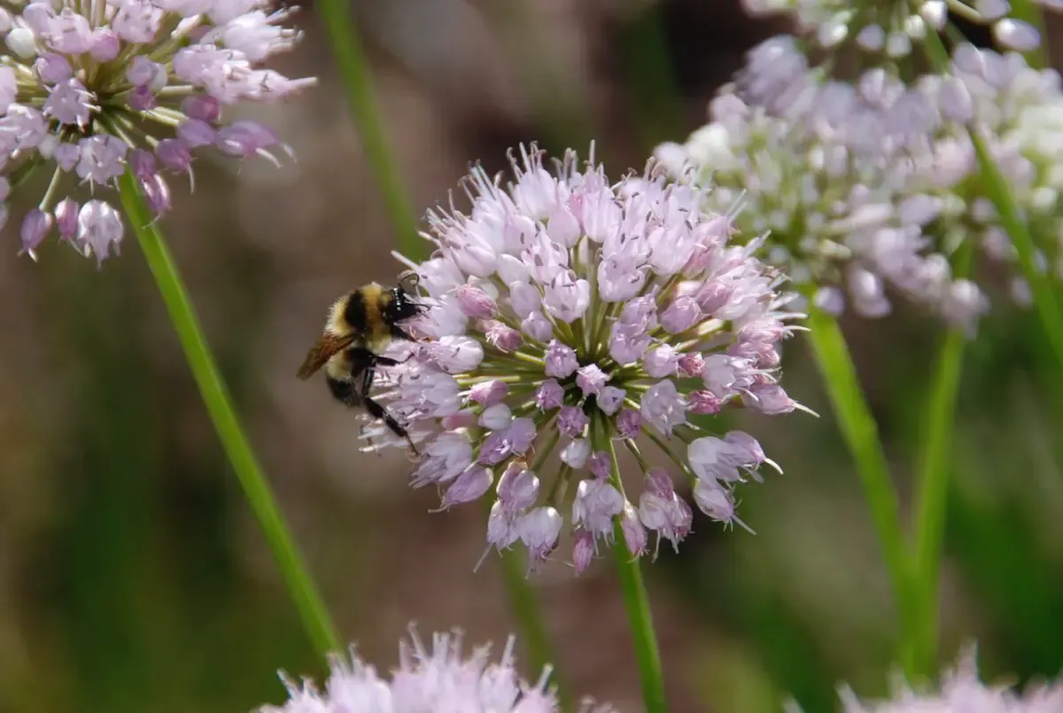 In the Garden: Spring garden cleanup with pollinators in mind