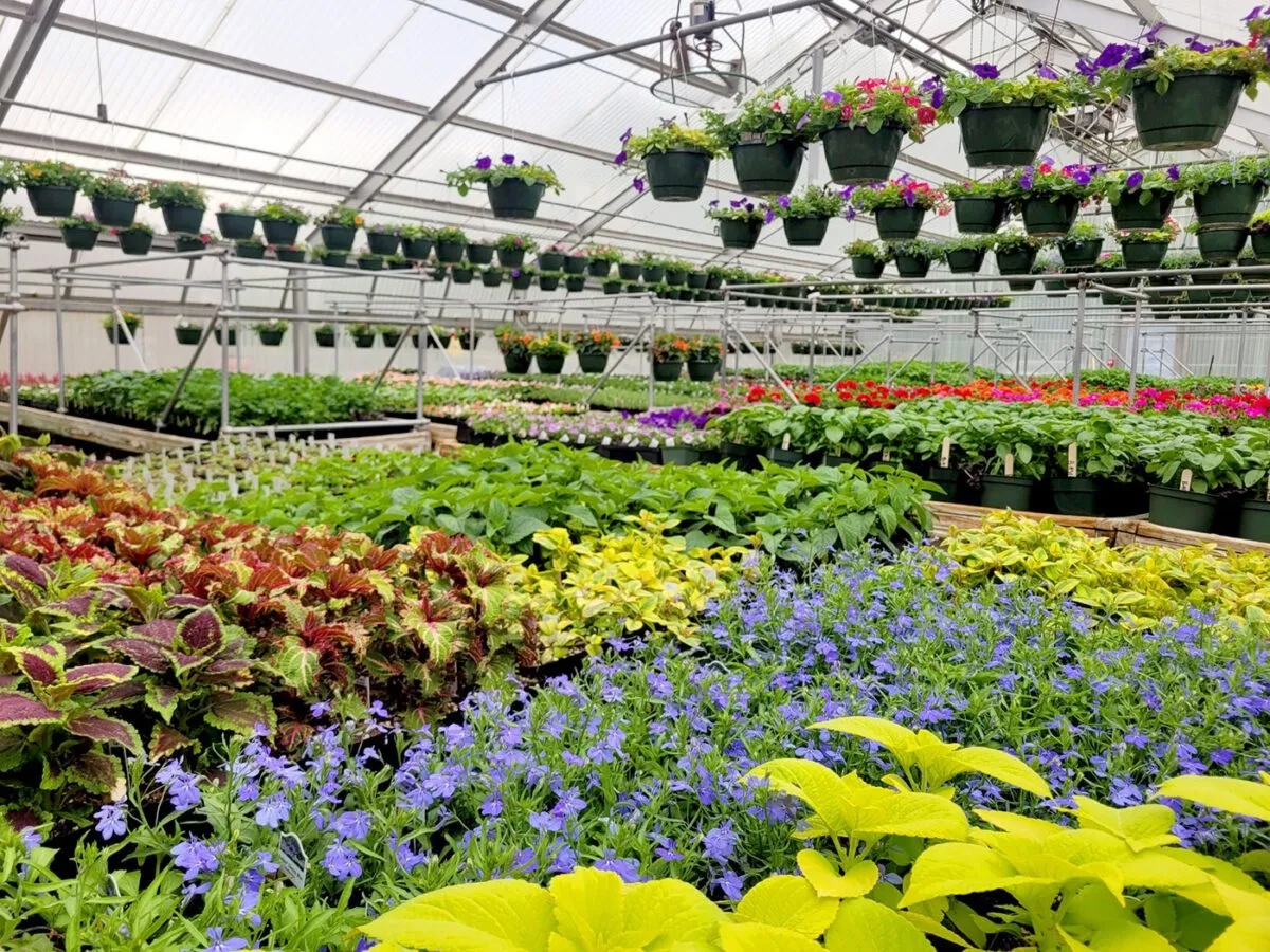 ACE Centers at Virginia Randolph, Hermitage to host spring plant sales