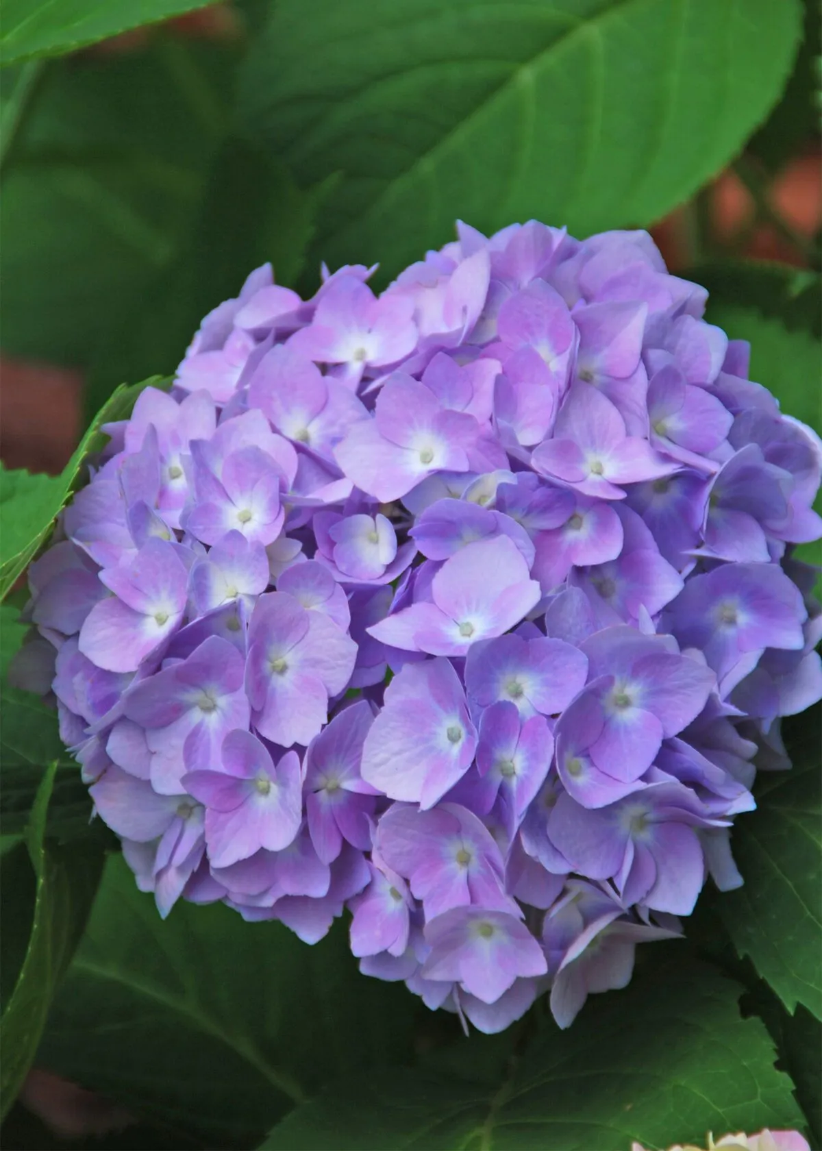 In the Garden: Enjoy and protect hydrangeas from hungry deer