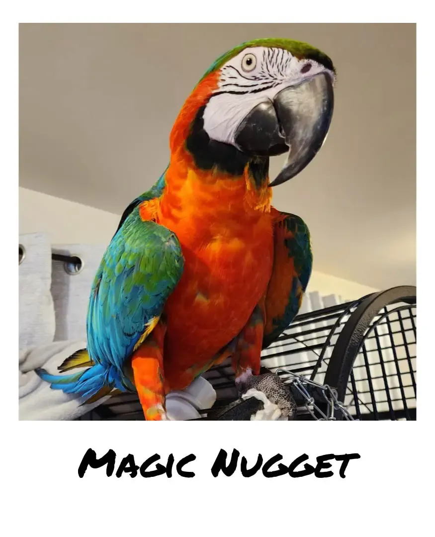 Henrico macaw is finalist in national wacky pet name contest