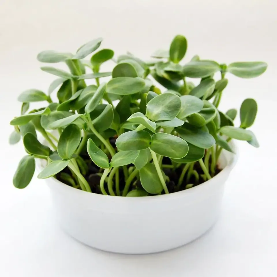 In the Garden: Grow fast, fun and easy microgreens