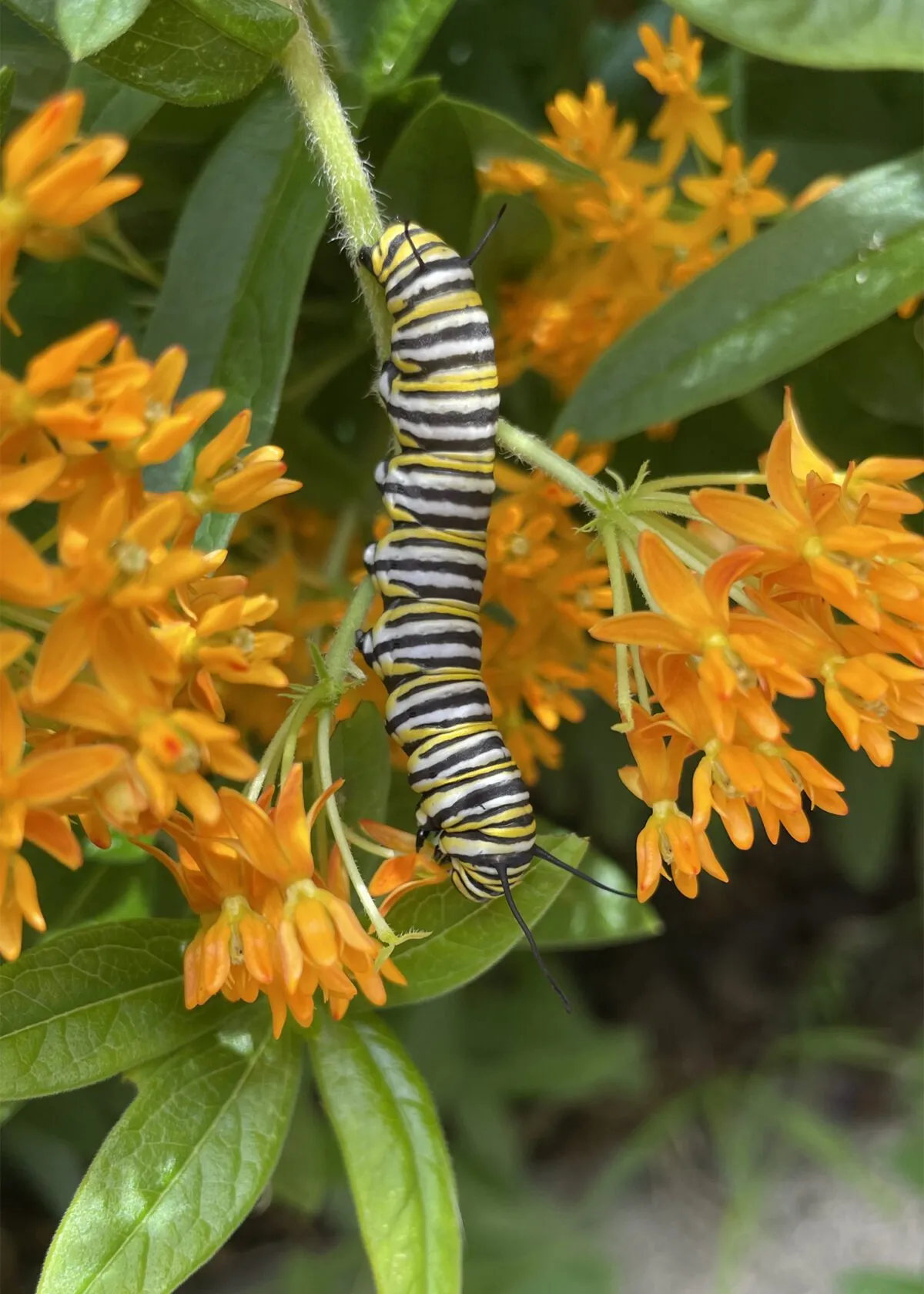 In the Garden: Celebrate Pollinator Month by inviting a variety of pollinators to your garden