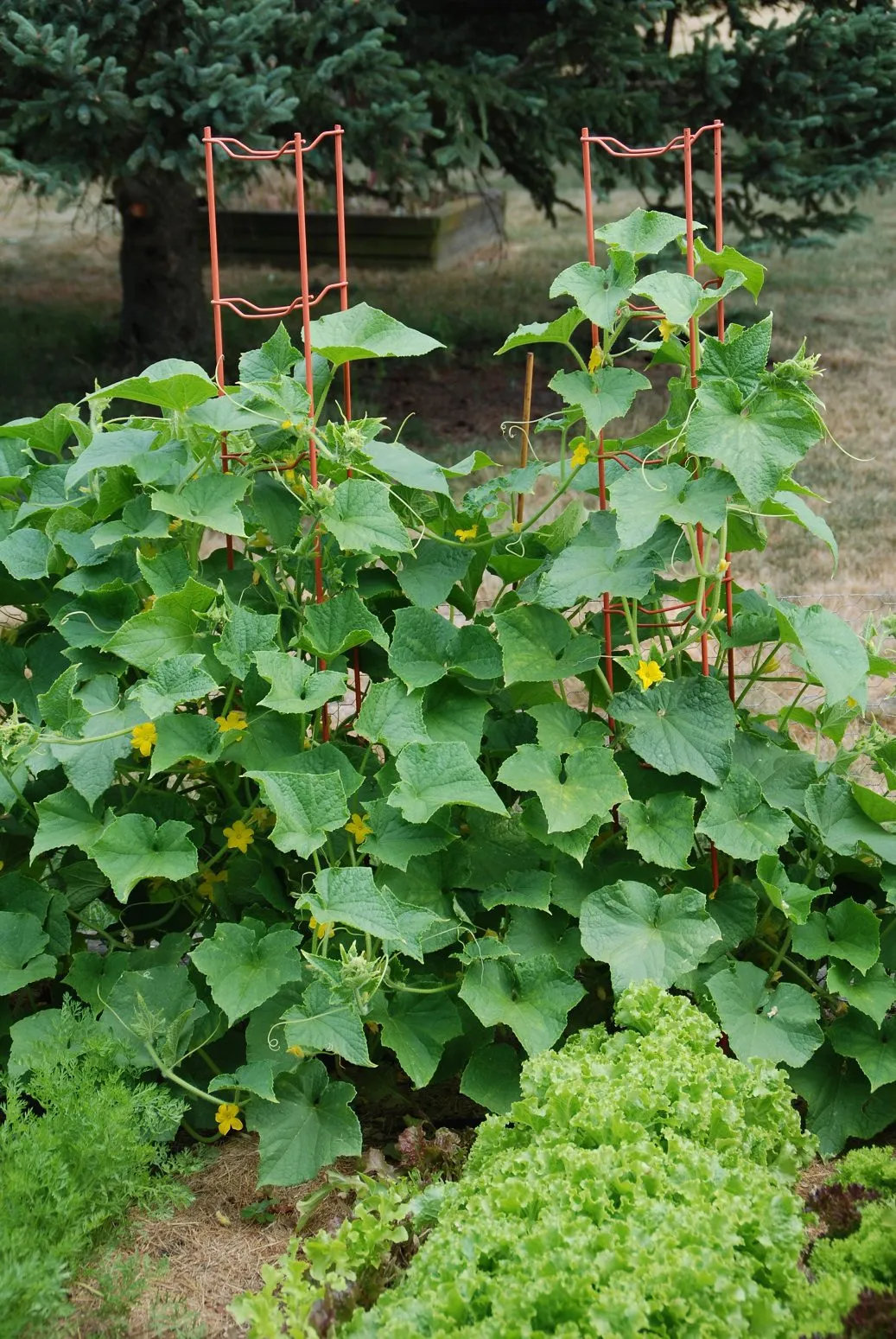 In the Garden: Harvest and enjoy garden-fresh cucumbers