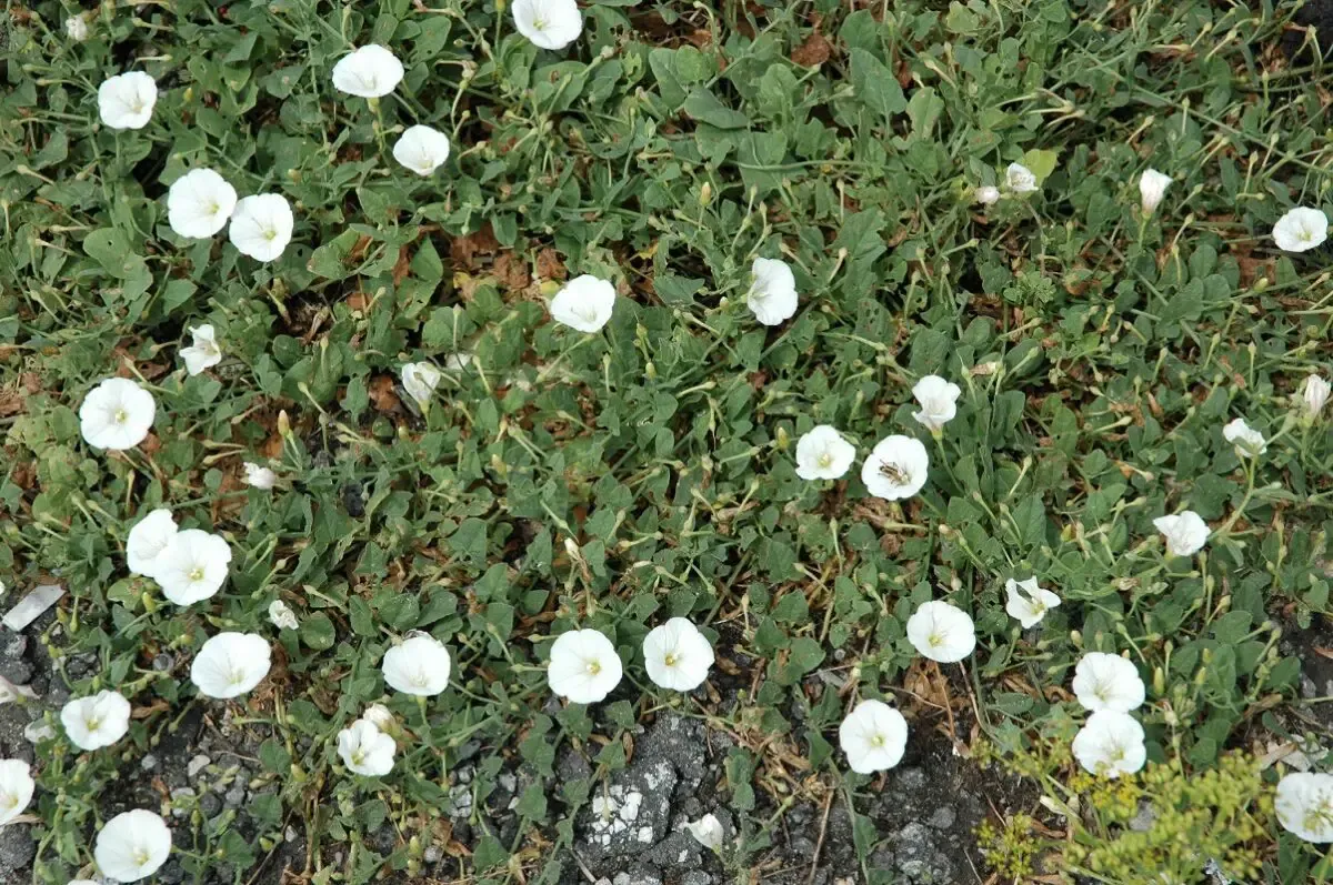 In the Garden: How to manage field bindweed