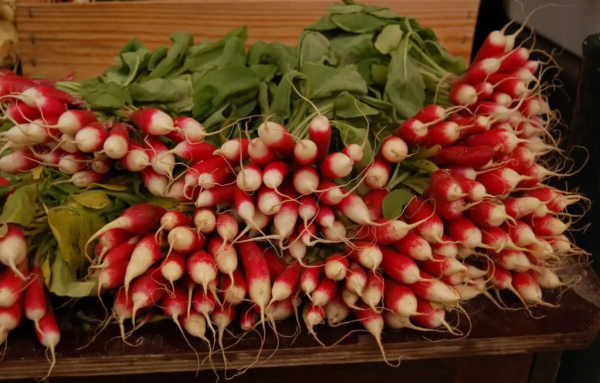 In the Garden: Plant, grow and harvest radishes this fall