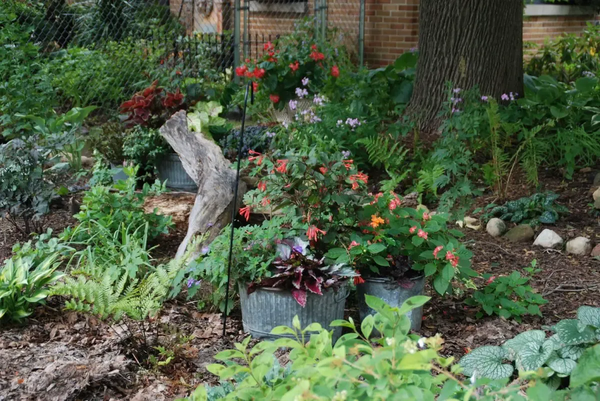 In the Garden: Planting a successful garden in the shade