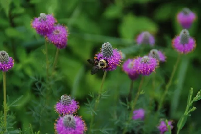 In the Garden: Strategies for adding native plants to your landscape