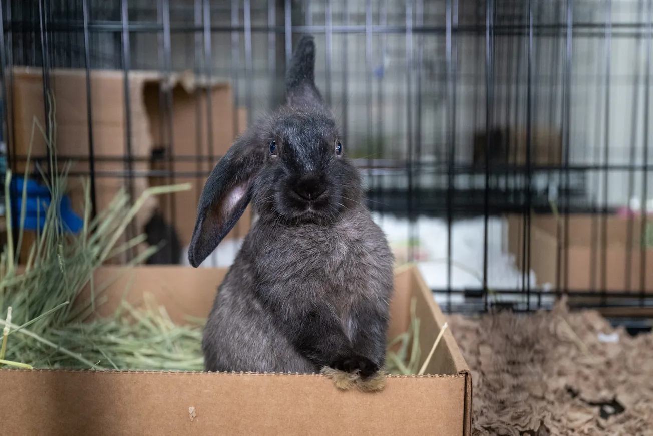 Tennessee man gives up more than 100 rabbits for adoption; some available through Richmond SPCA